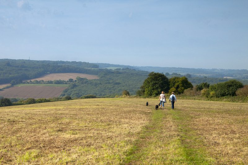 Two people walking down a grass fields, with two dogs. Trees, fields and woodland in distance.