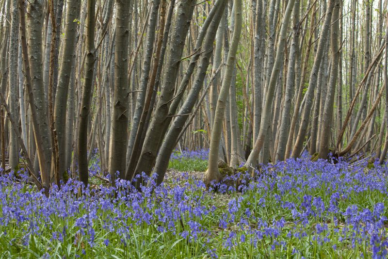 Bluebells in coppiced woodland at Ranscombe Farm.