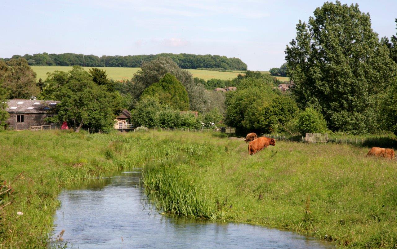 Grass marsh land near river, with cows grazing and views across woodlands.