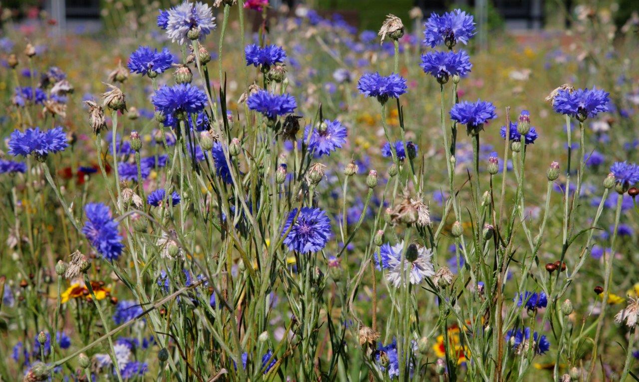 Close-up of cornflowers in meadow. Purple flower, with some yellow and red, and white flowers.