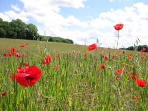 Poppies at Ranscombe Farm