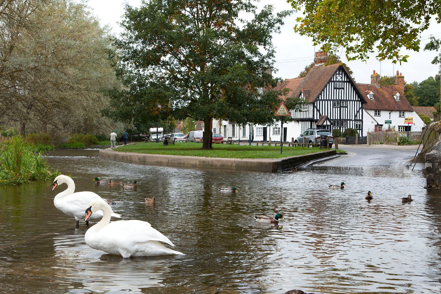 Riverside on village green, with swans and birds swimming, on a sunny day.