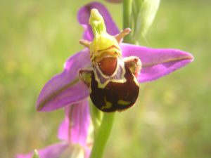 Bee orchid in the Kent Downs close-up