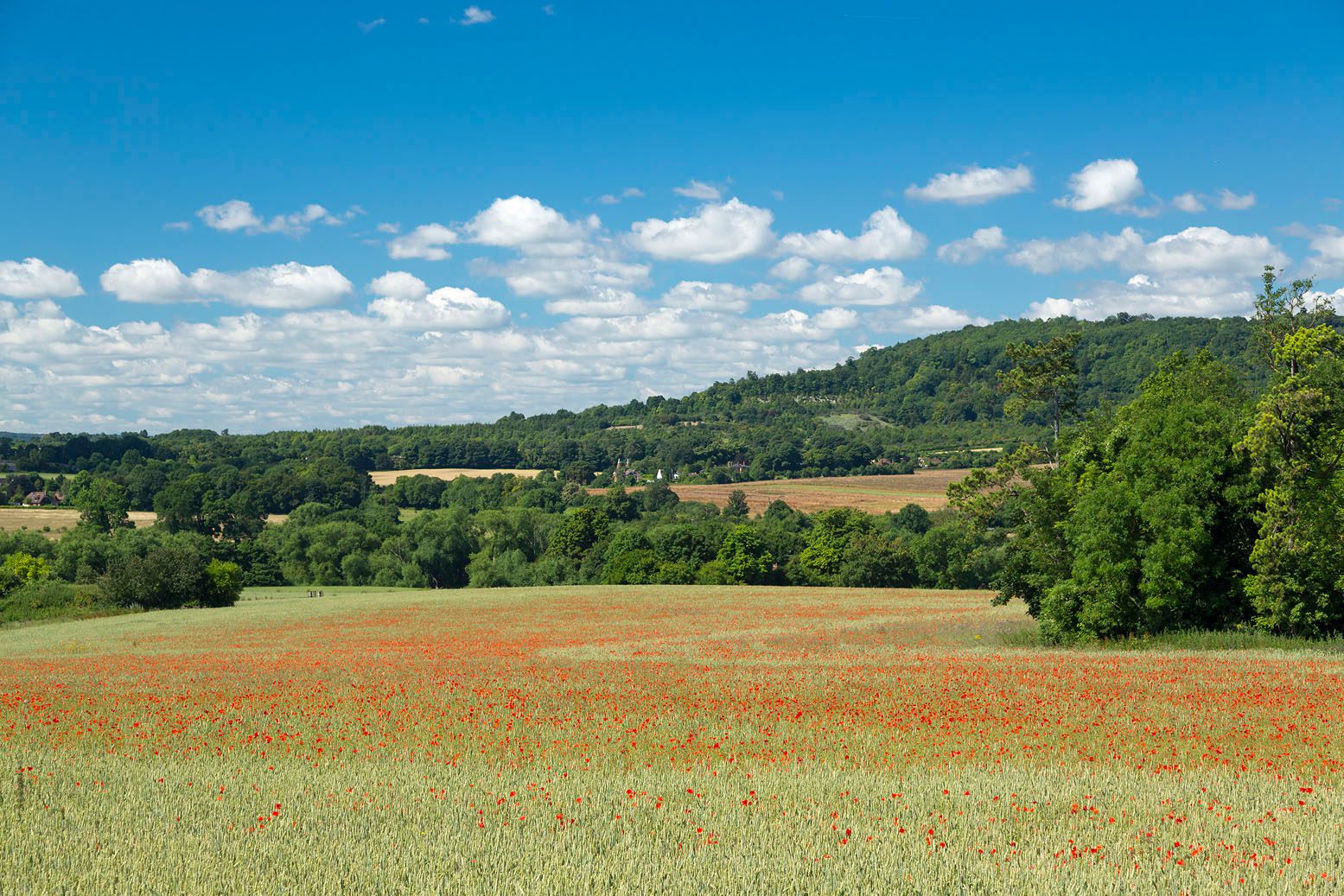 Poppy field with trees surrounding and in the distance.