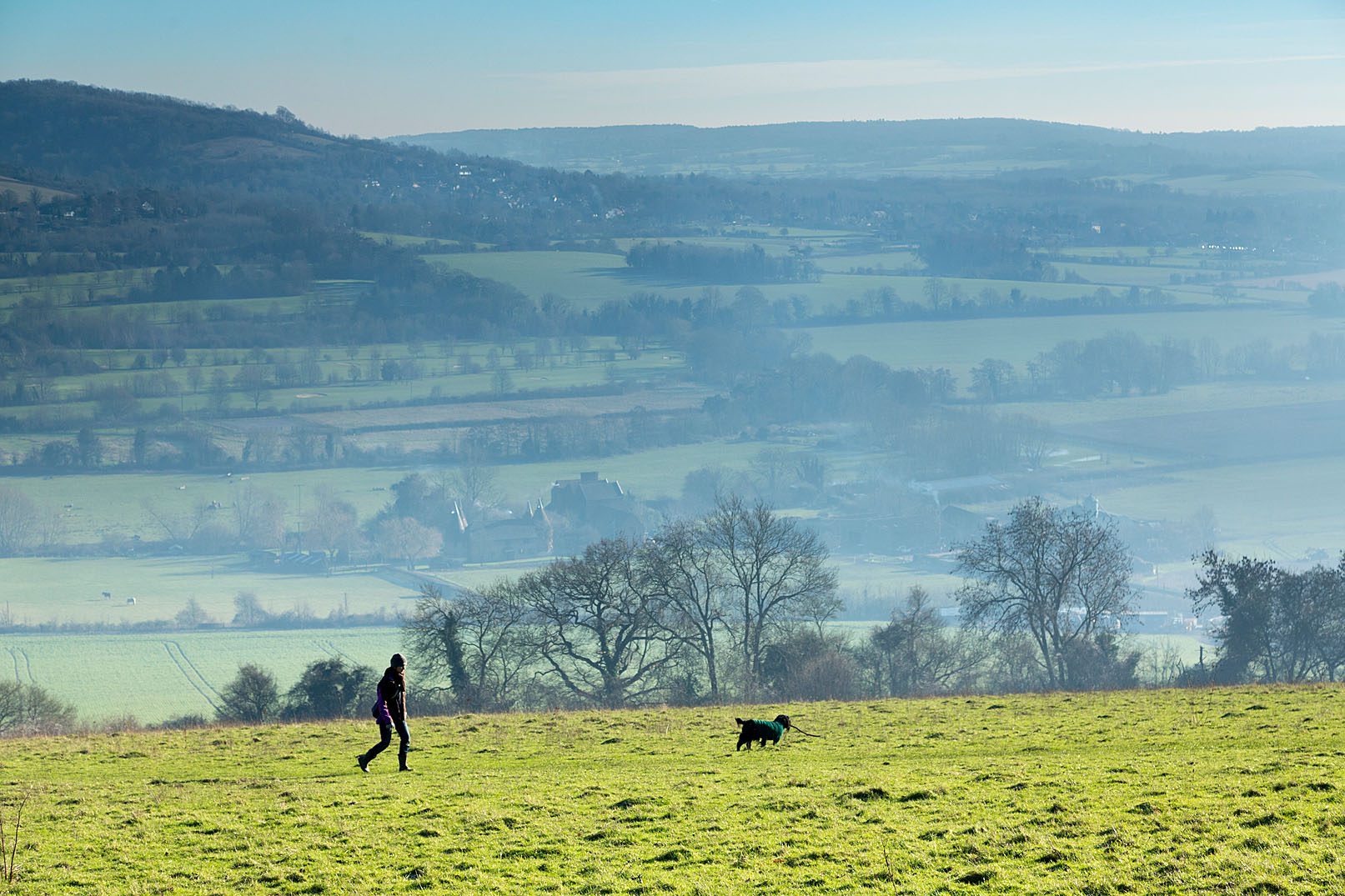 Walker with dog on grass fields, with misty view of fields and trees. Dog has a stick and is off-lead.