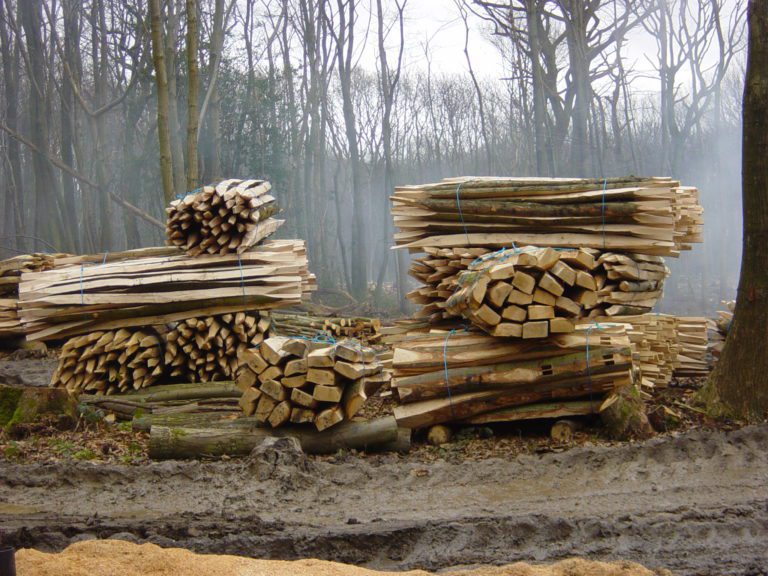 Piles of wood, that has been cut in a forest.