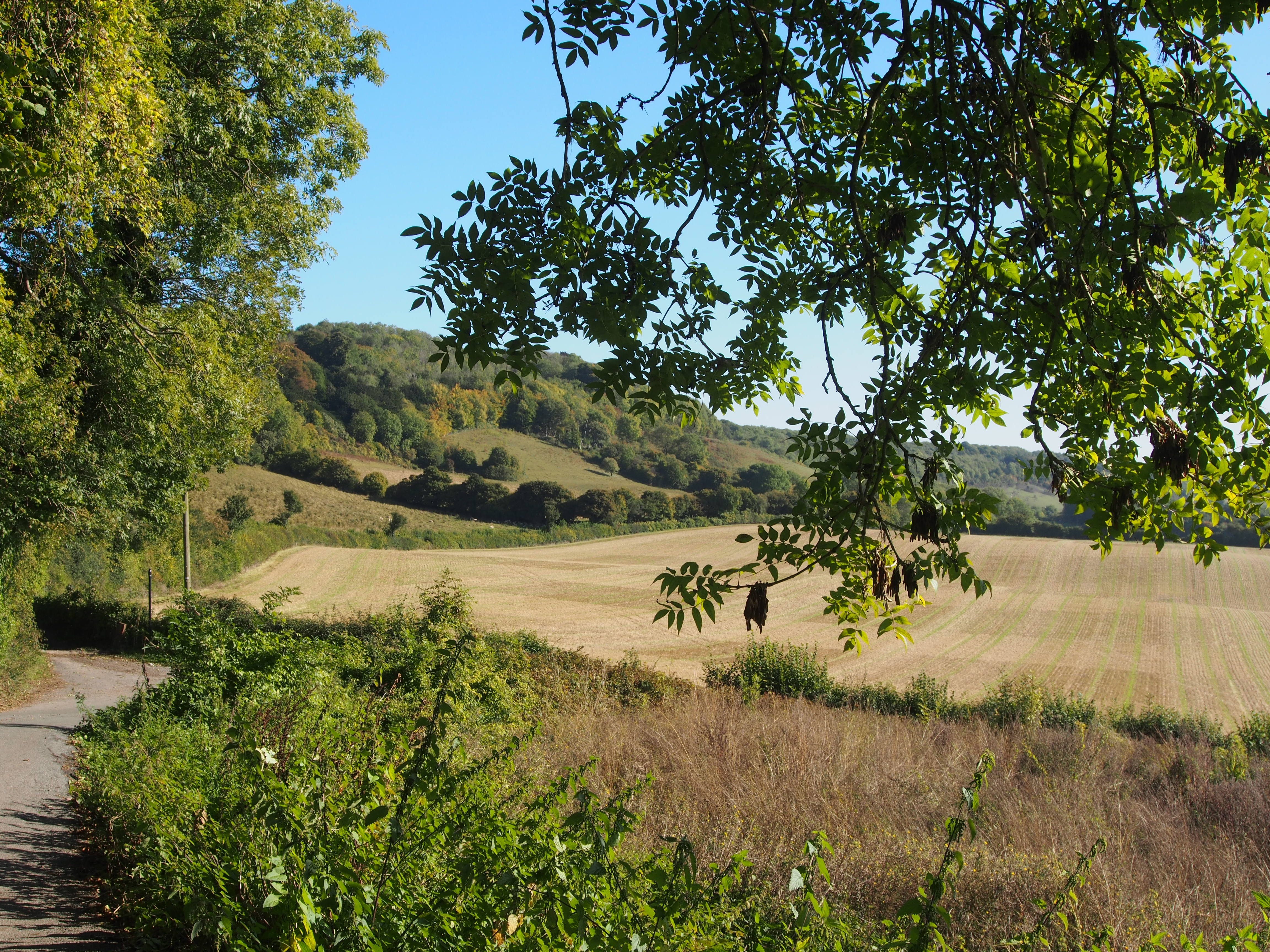 View across crop fields and trees in the distance. On a sunny day, with tree overhanging in foreground.