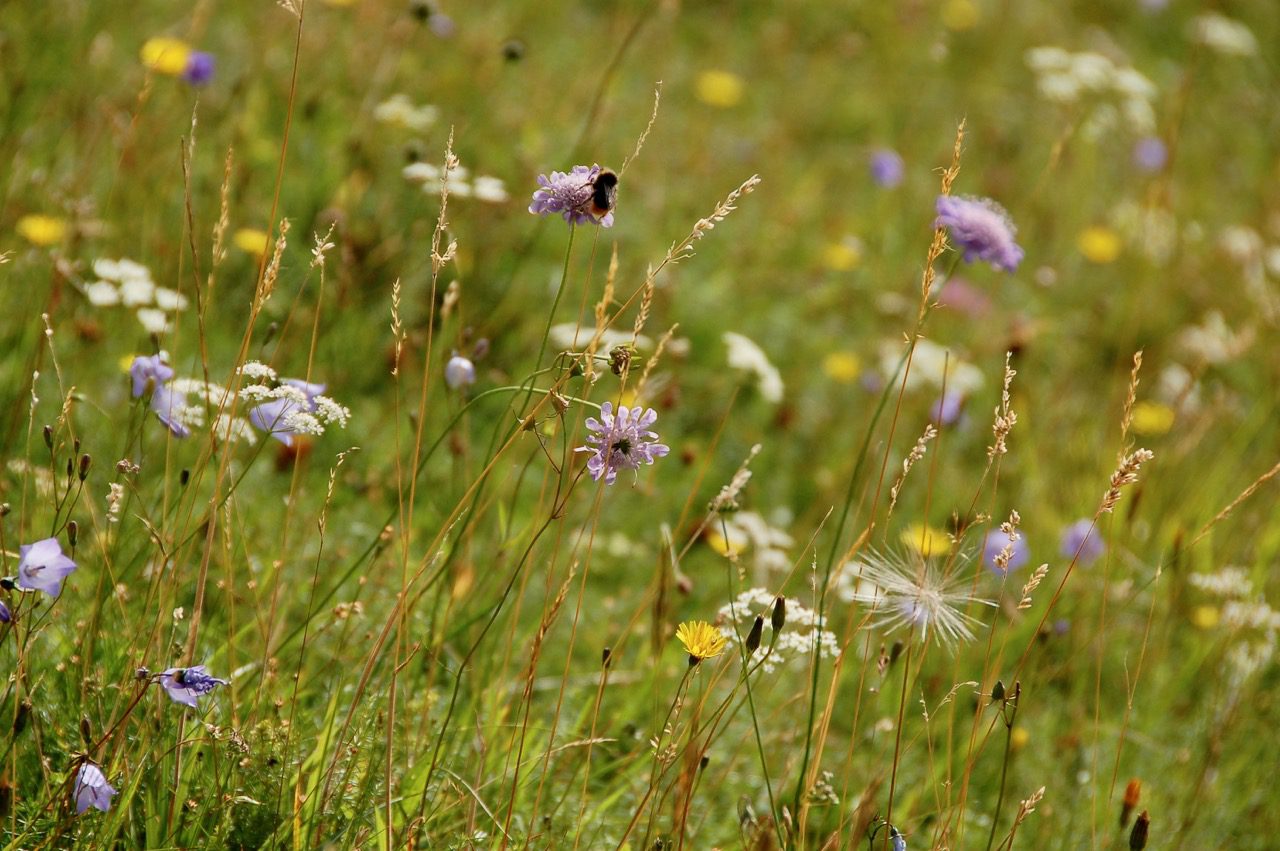 Close-up of flowers in a grass meadow.