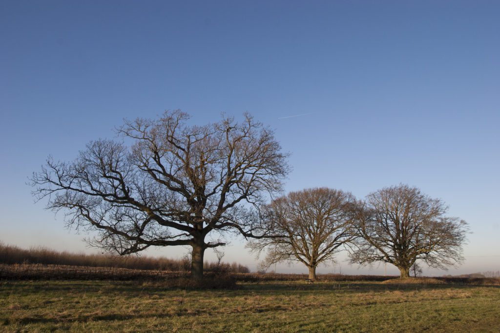 trees_Hucking_Explore_Kent