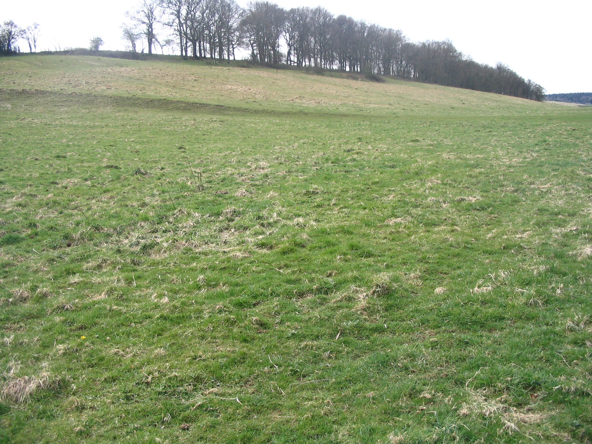 Grass hills with tree line in the distance, grey sky.