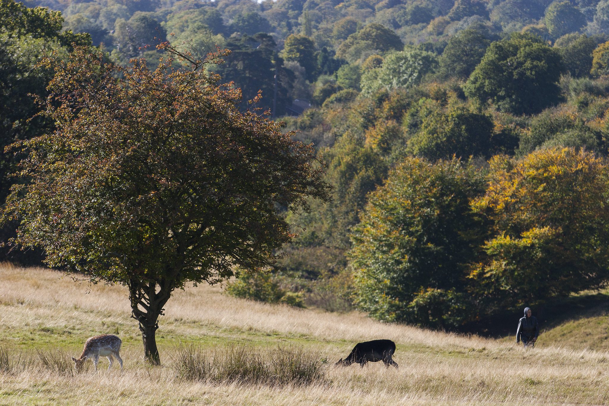 Deer grazing in Knole Park, with one person walking through the long grass fields. Woodland in distance, with green and yellow leaves.