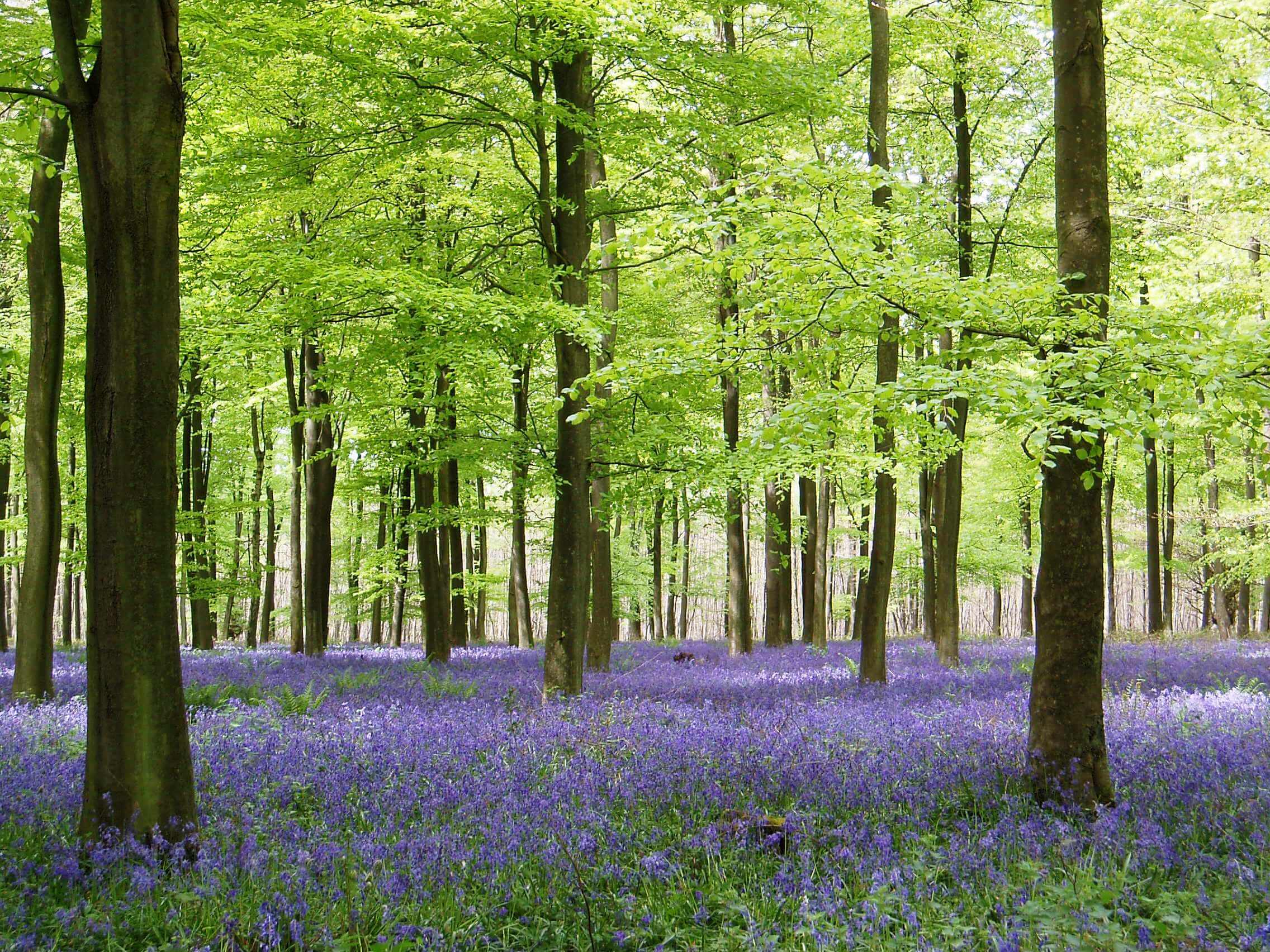 Bluebells and tall trees in King's Wood. Trees have light green leaves.
