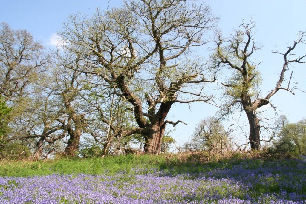 Bluebells on woodland floor, with oak trees in near distance.