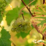 Elham-Valley-close-up-grapes