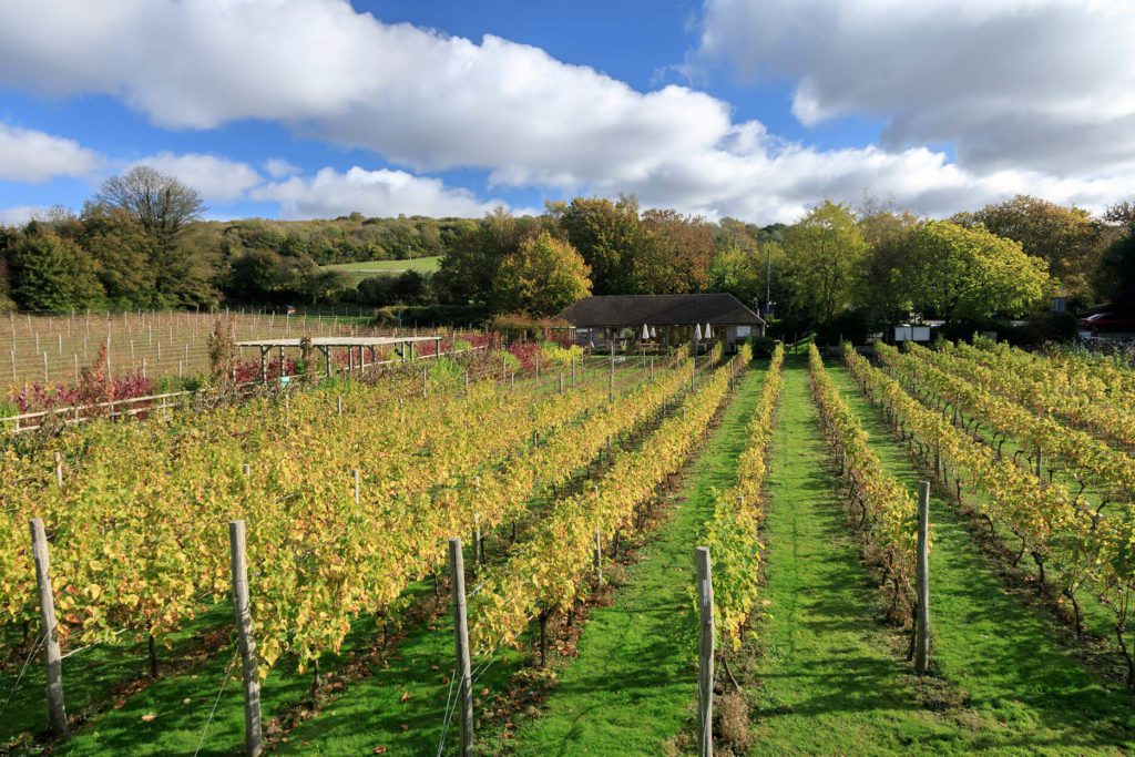 Elham-valley-rows-vineyard