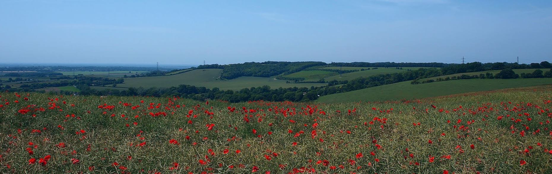 Field of poppies and green fields in distance.