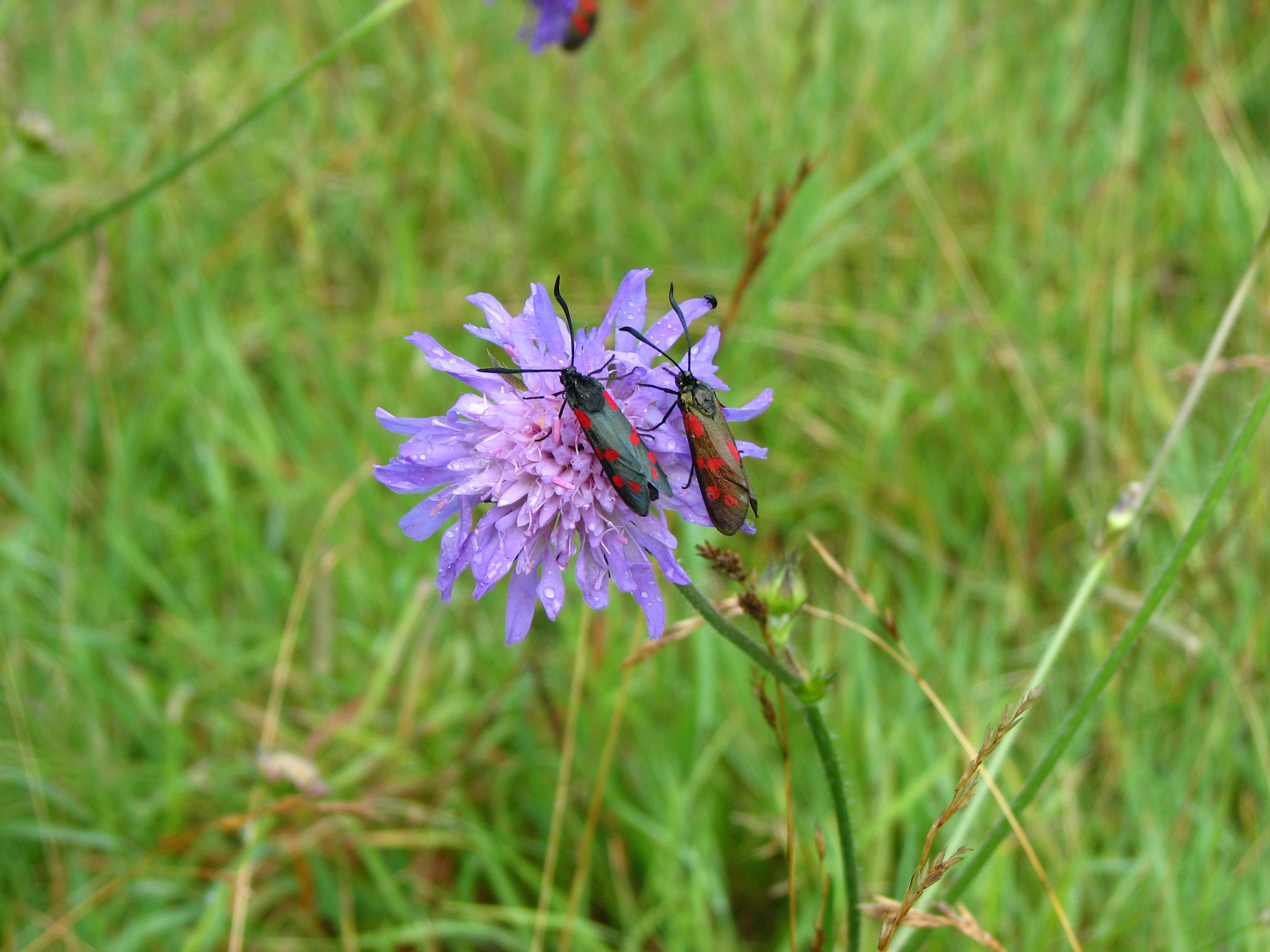 Close-up lilac flower, with two scabious spotted burnet moths on it. The moths have red spots on them.