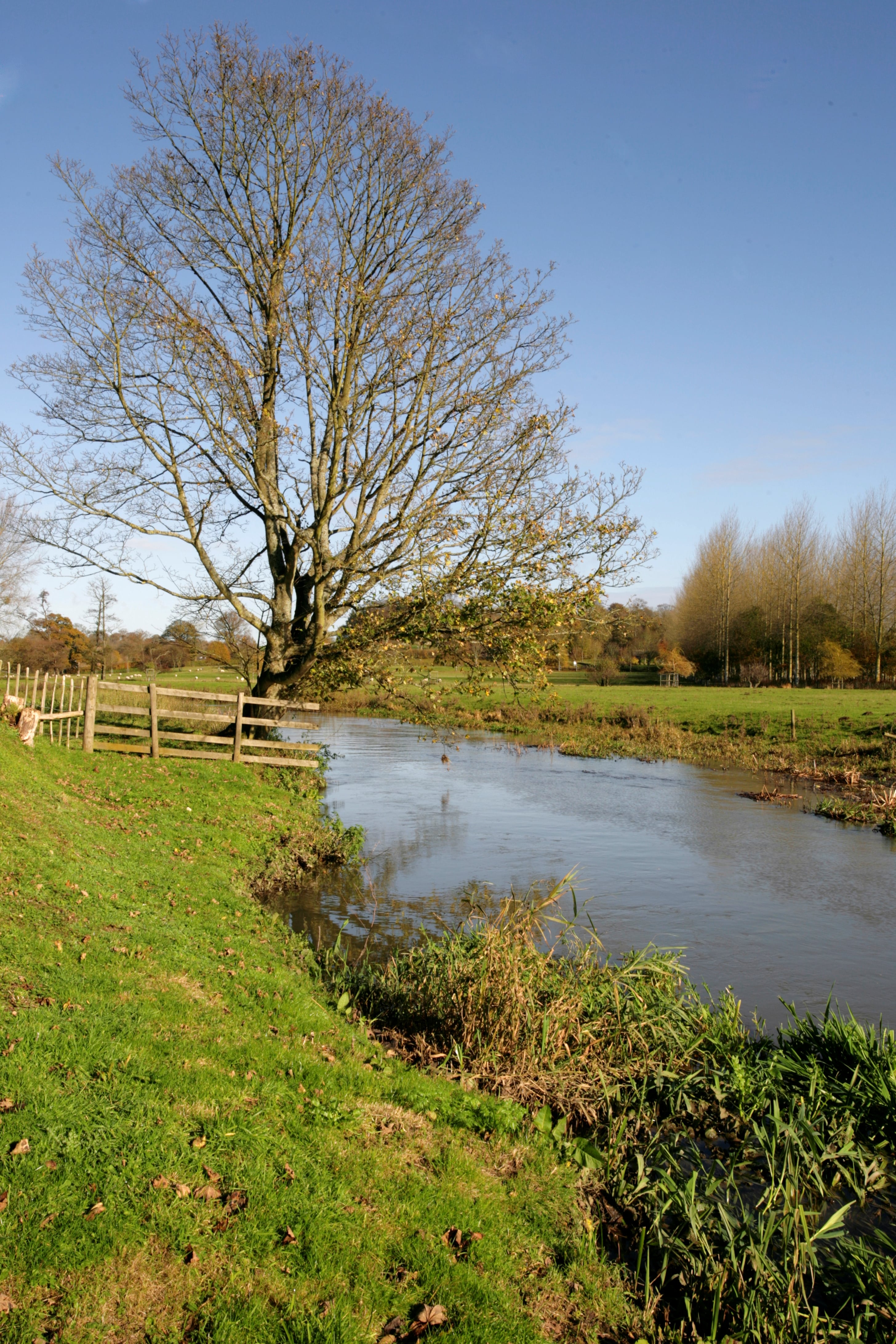 Stream at Godmersham Park, on a sunny day. Grass banks each side, and trees in the distance.