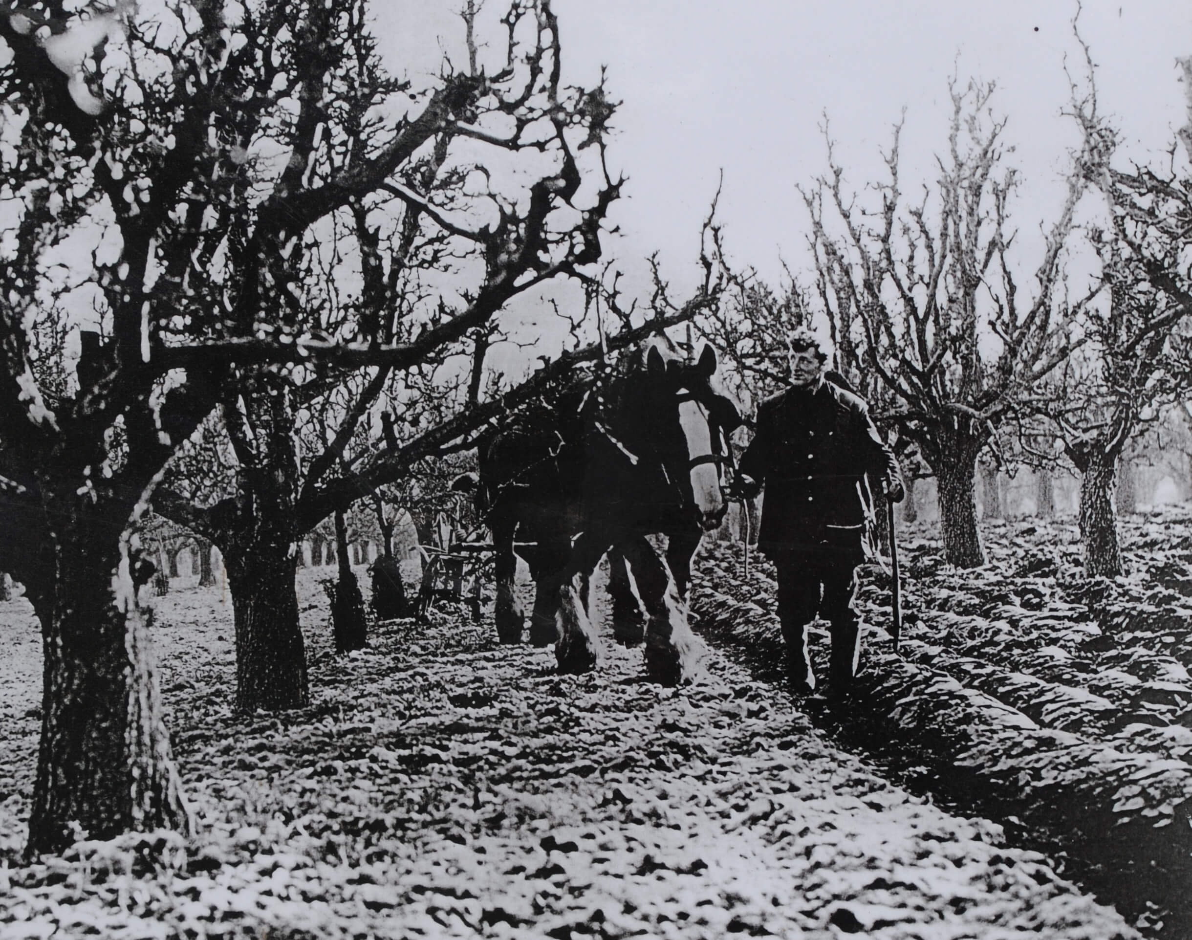 Black and white photo of horse working the ground in an orchard.