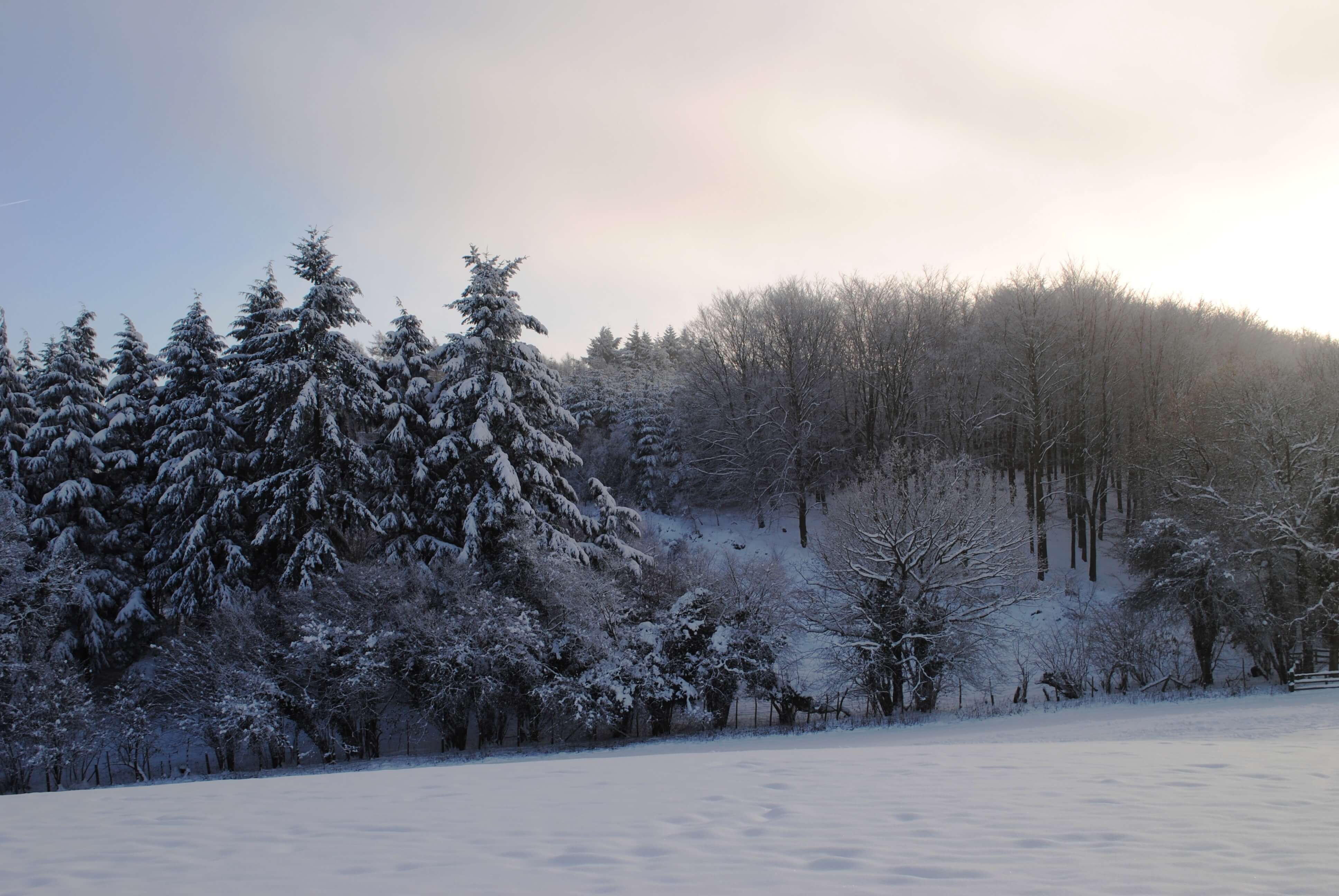 Snowy field with King's Wood in near distance. Trees are covered with snow, sky is light blue and grey.