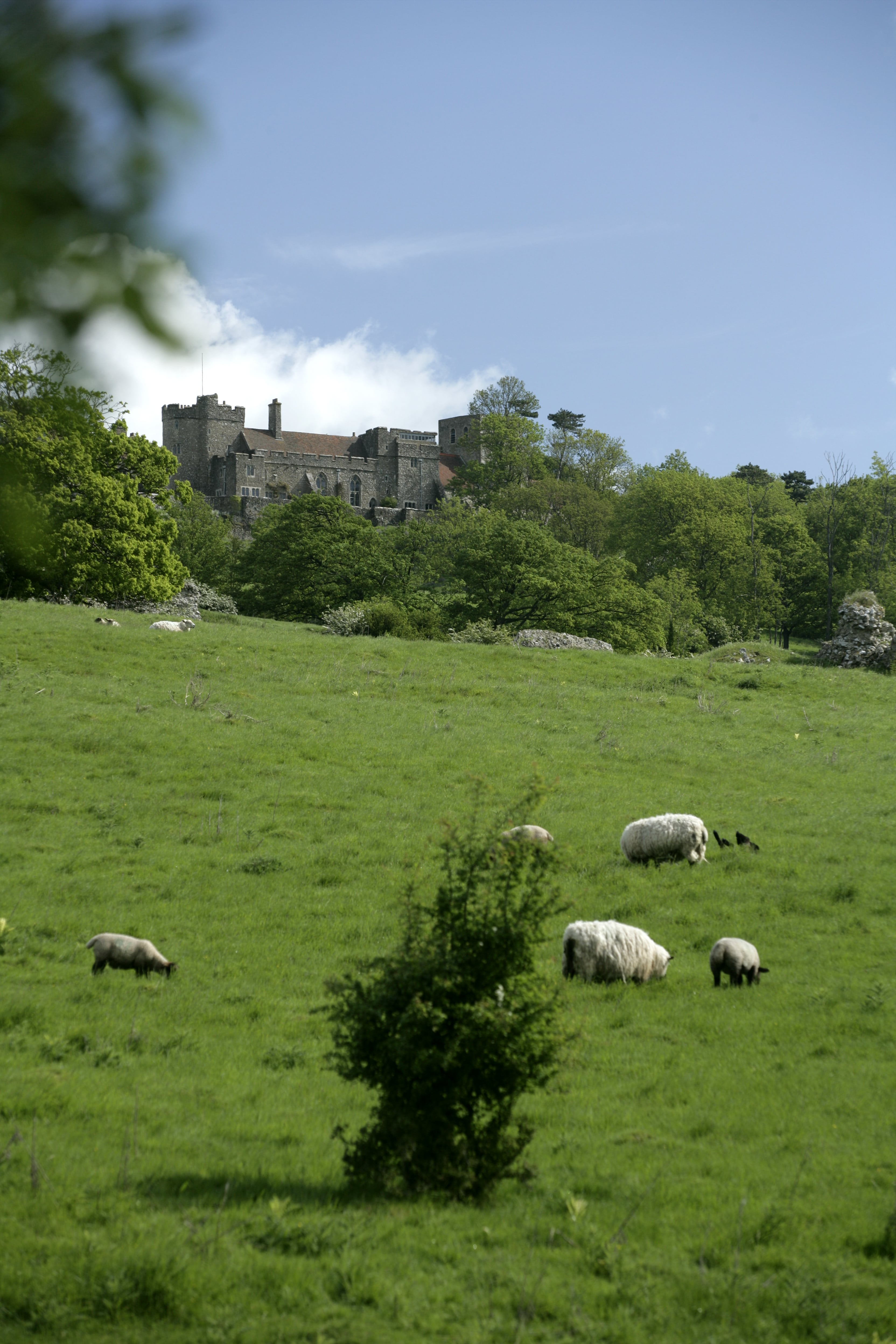 Sheep grazing in grass field, with trees and Lympne Castle, in the distance.