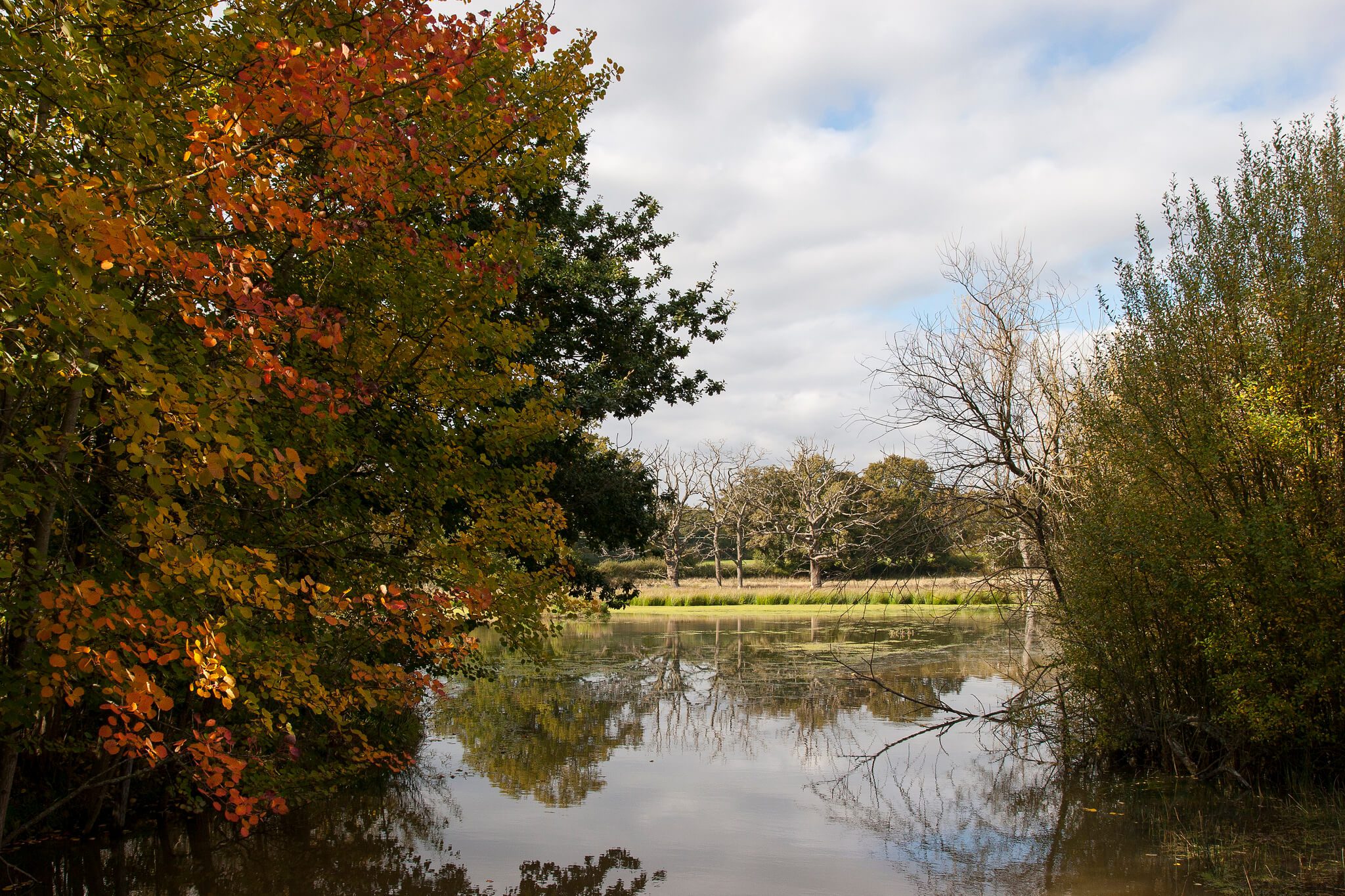 Calm pond with trees surrounding and view to fields.