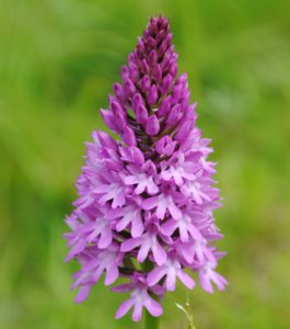 Pyramidal orchid in the Kent Downs close-up
