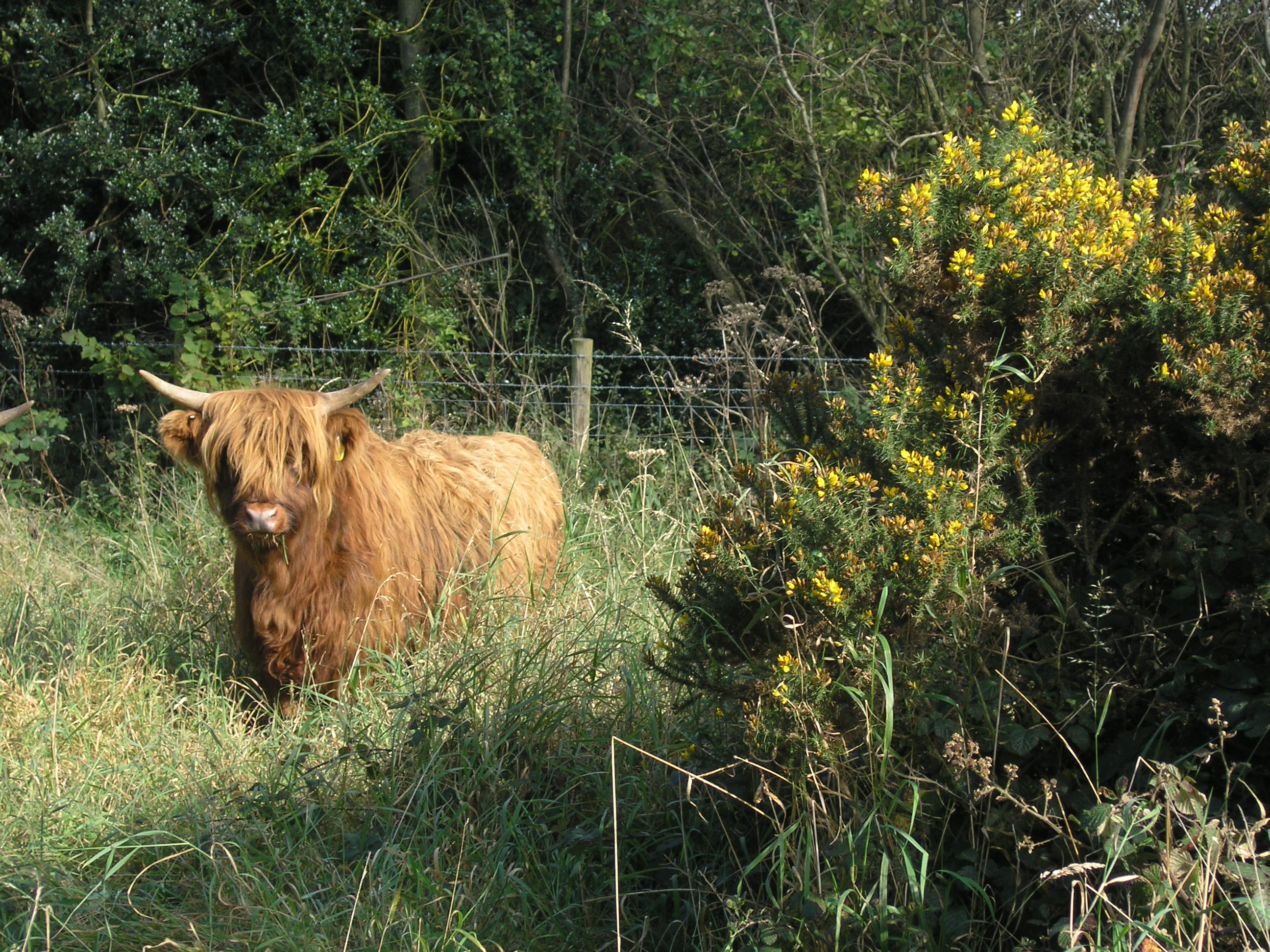 Highland cow, looking towards camera, surrounded by tall grass and yellow flowers on a bush.