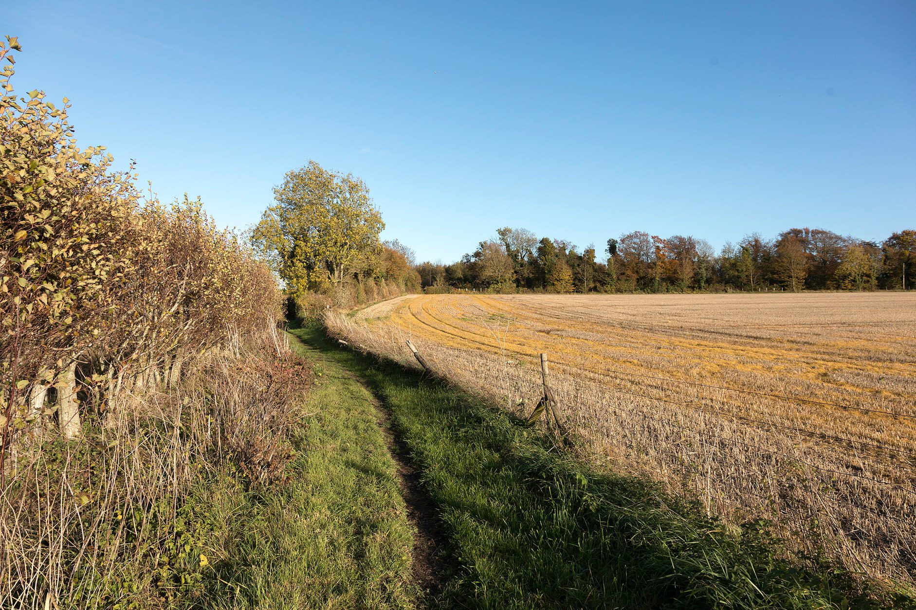 Walking route through countryside of Higham Park. With crop fields and trees in the distance.