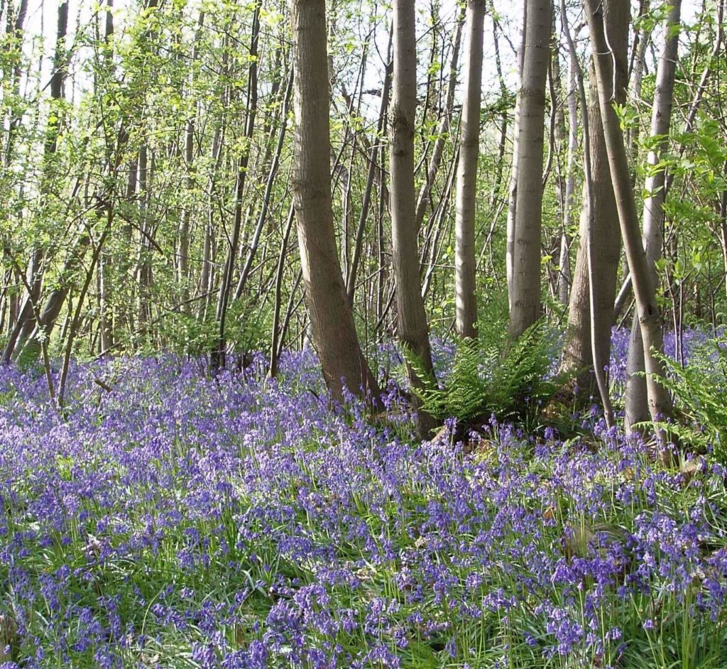 bluebells perry-woods