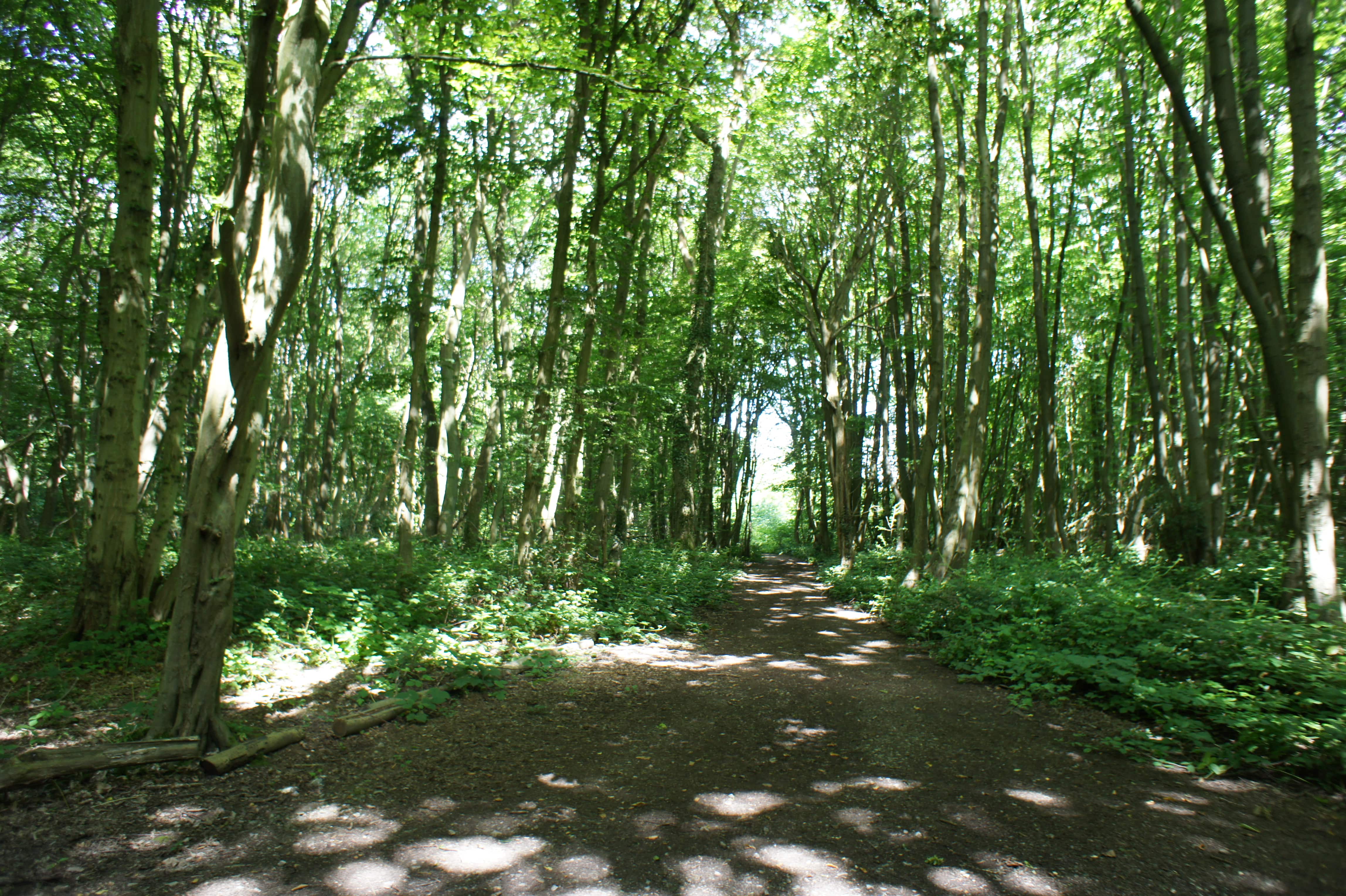 Path through Bredhurst woodland. Sun shining through tall trees.