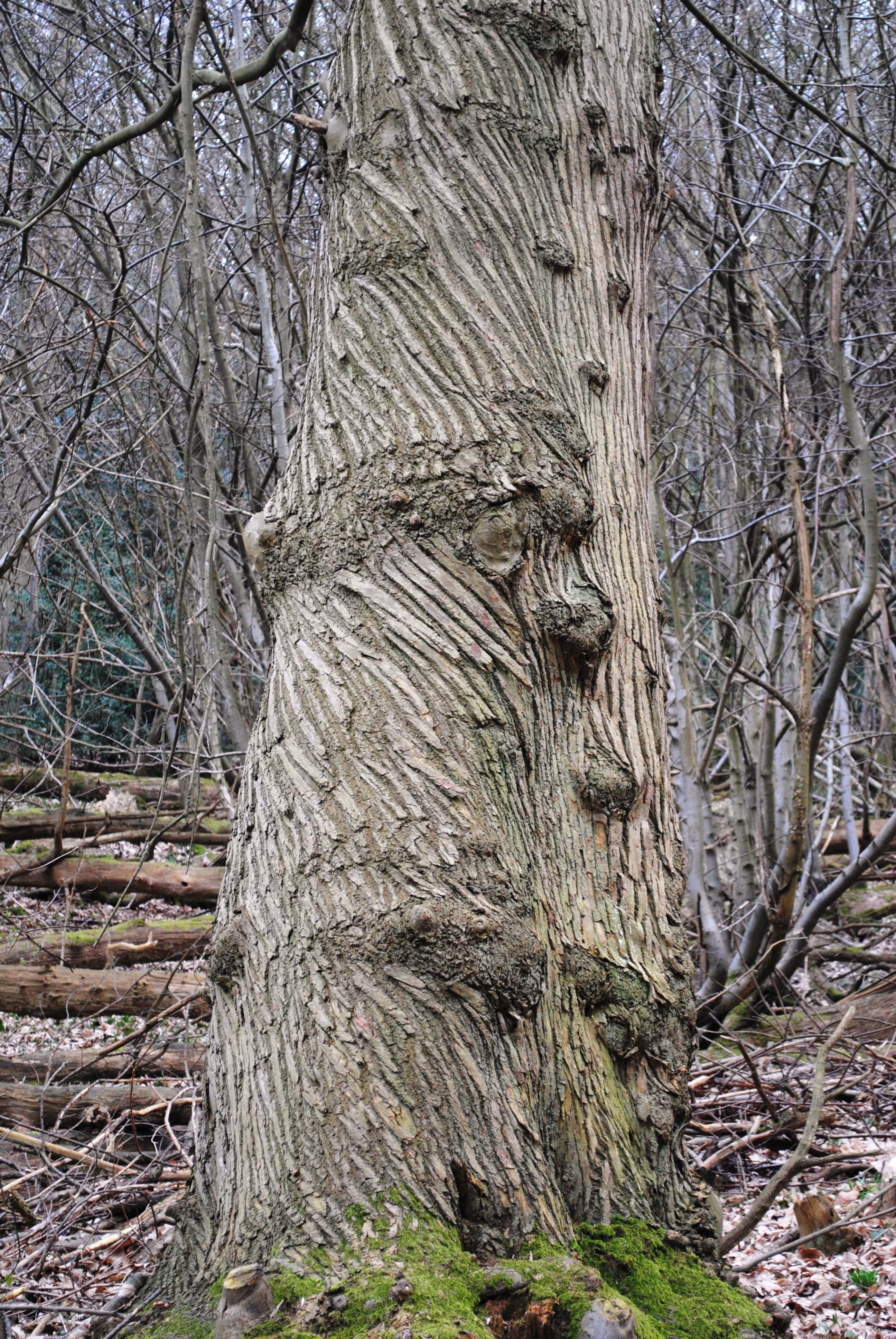 Close-up of big tree trunk, with trees in background.