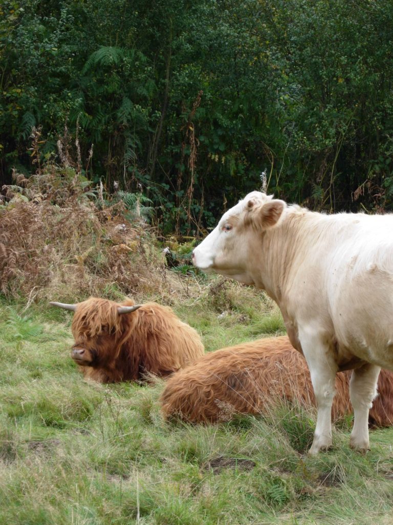 cows-at-Stelling-minnis