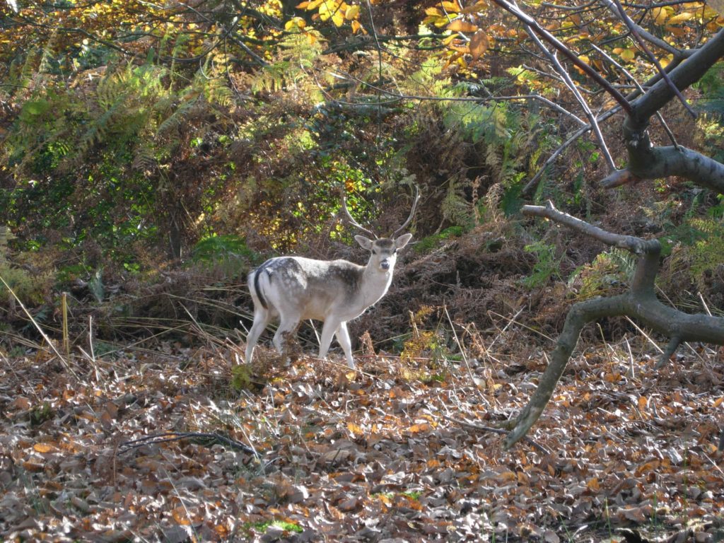 deer-at-Knole-Park-Sevenoaks-autumn