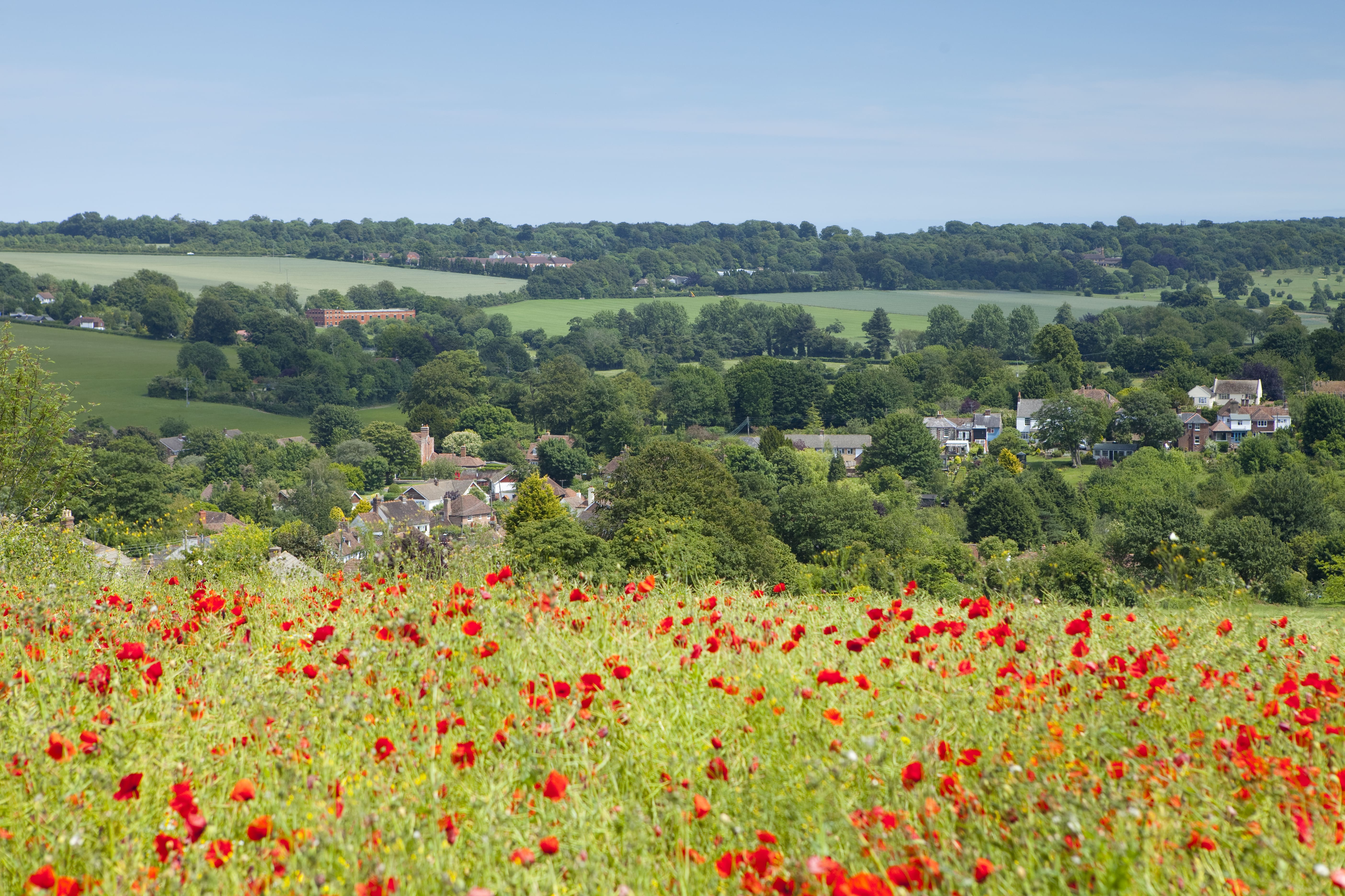 Poppy field overlooking Elham village. Trees, fields and houses in distance.