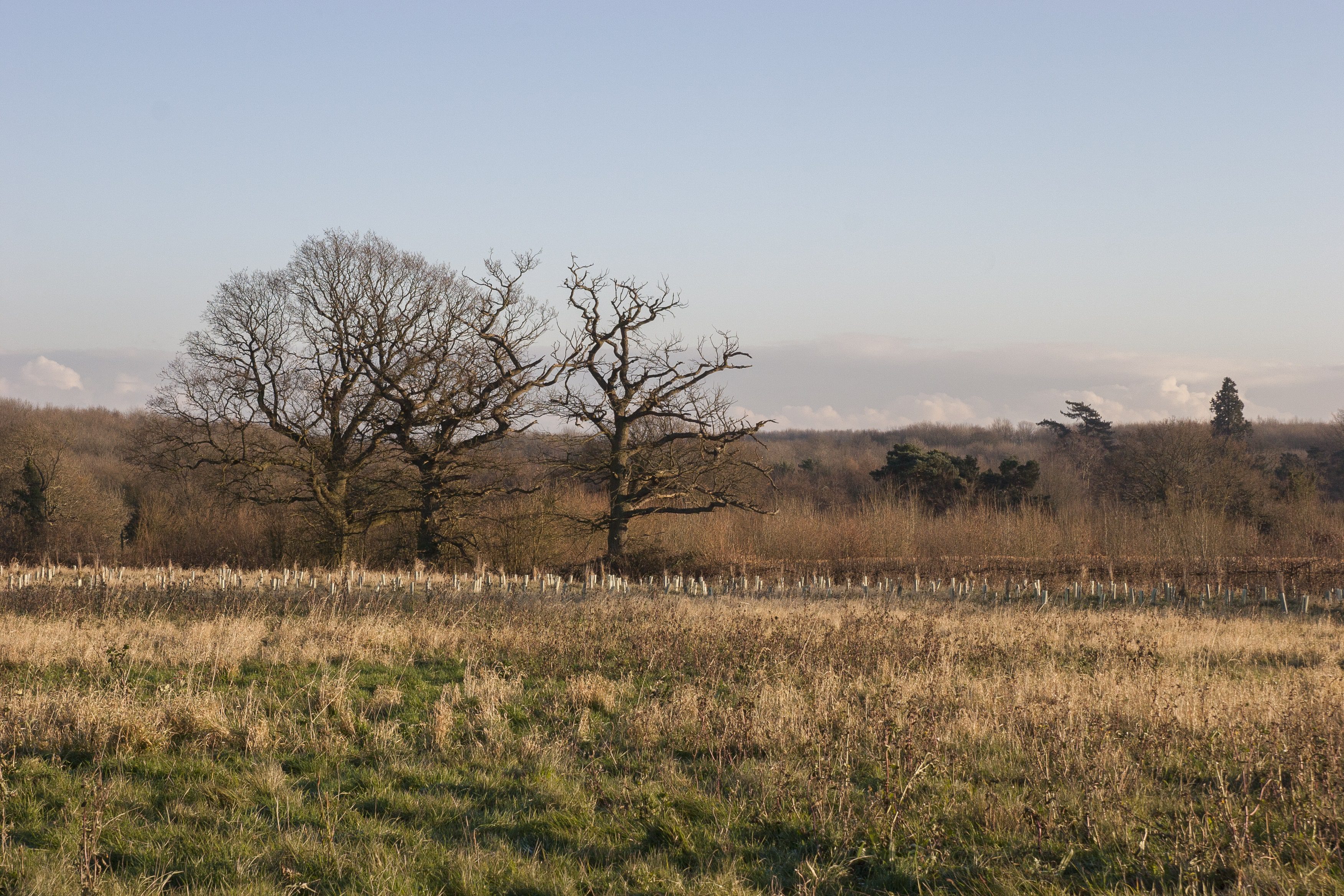 Grass field and trees in distance, view across Hucking Estate.