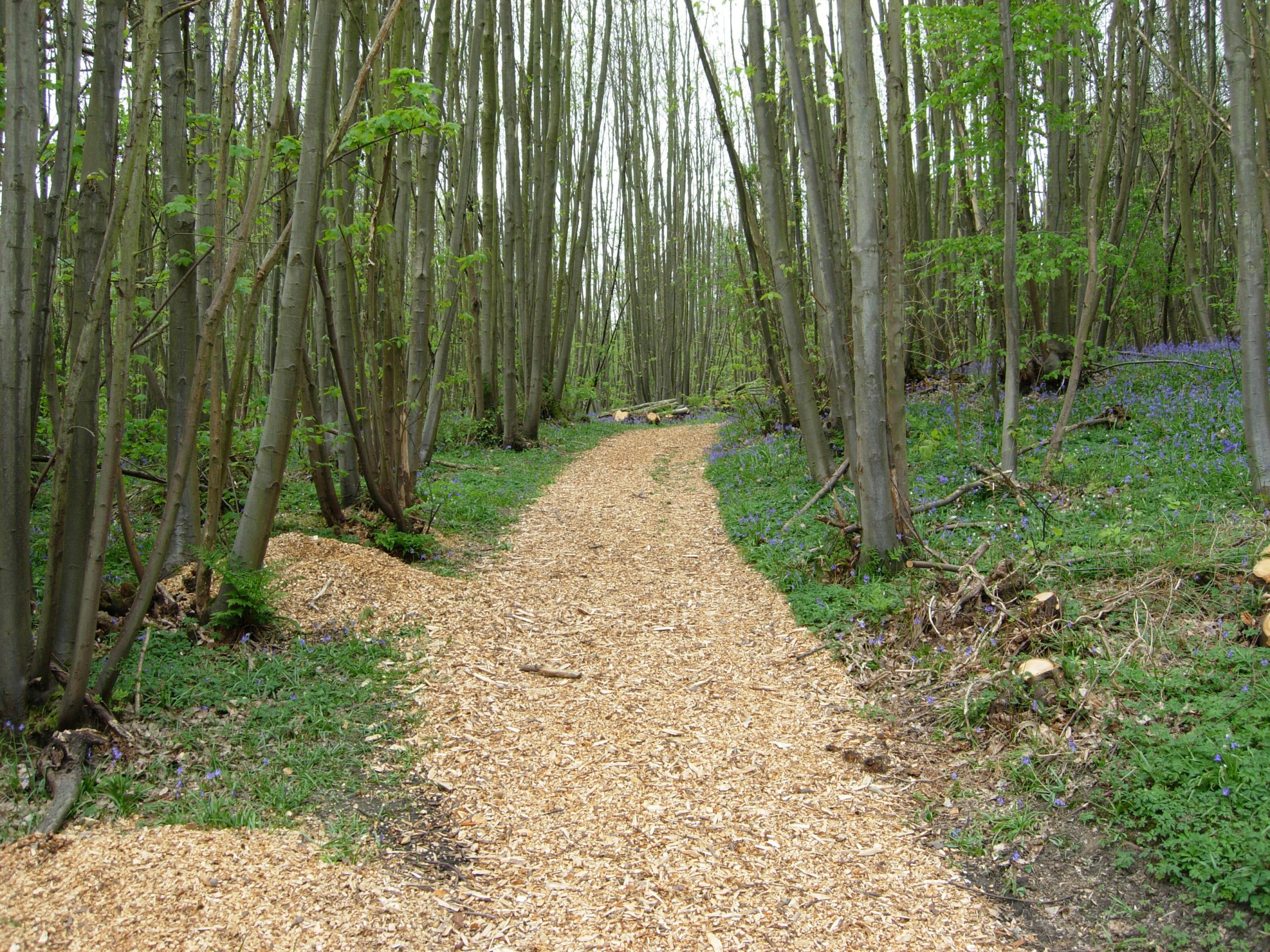 Wood chip path through woodlands. Tall trees and bluebells.