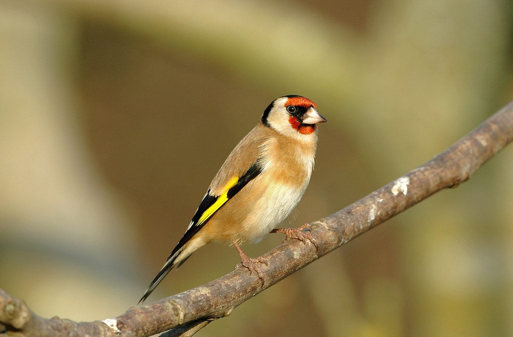 Goldfinch bird