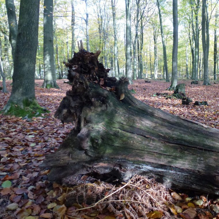 Kings Wood woodland