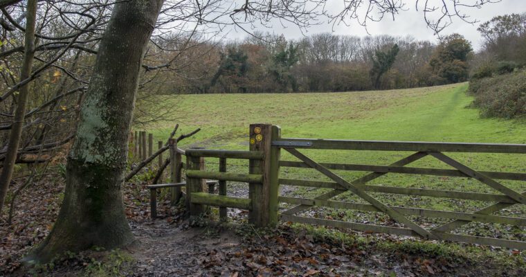 Paraker Wood