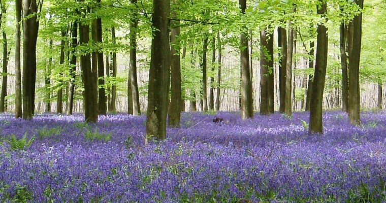 Bluebell flowers in woodland