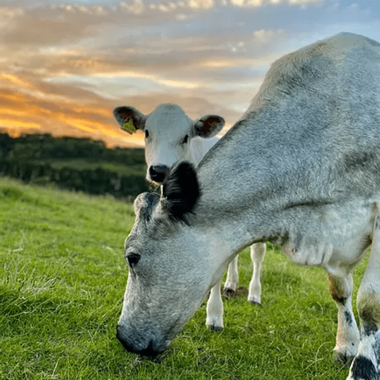 cows in field