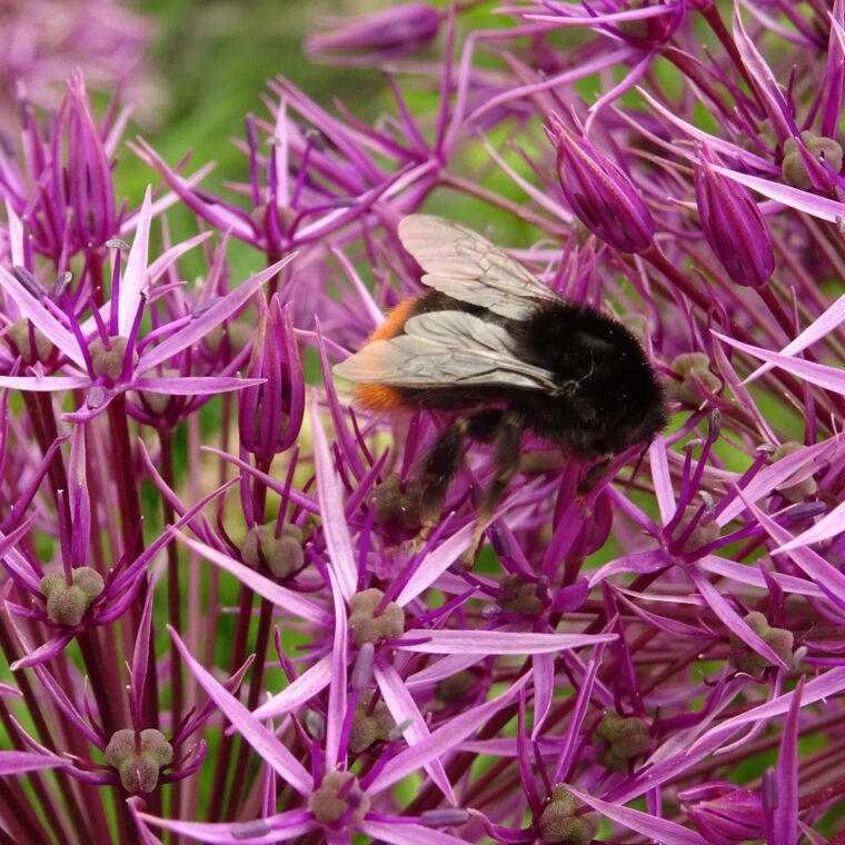 Red tailed bumblebee garden world bee day 2021