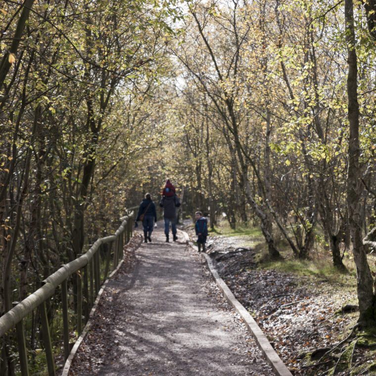 woodland walk in shorne woods