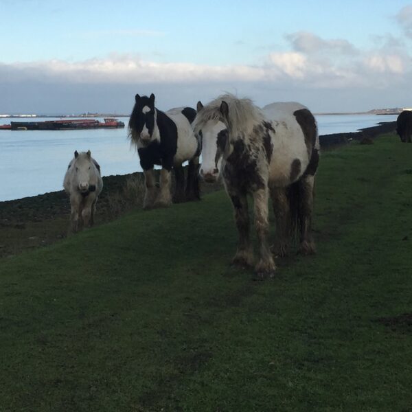 Horses Thames and Medway Estuary