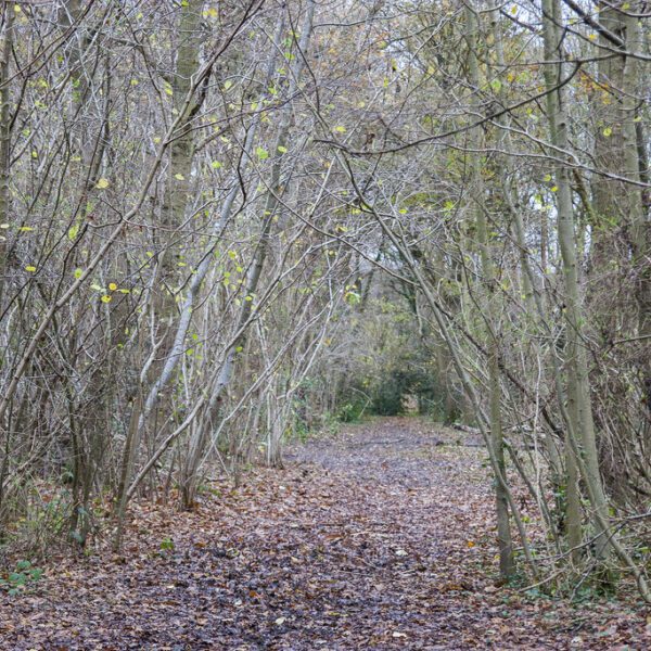 Joysden Woods