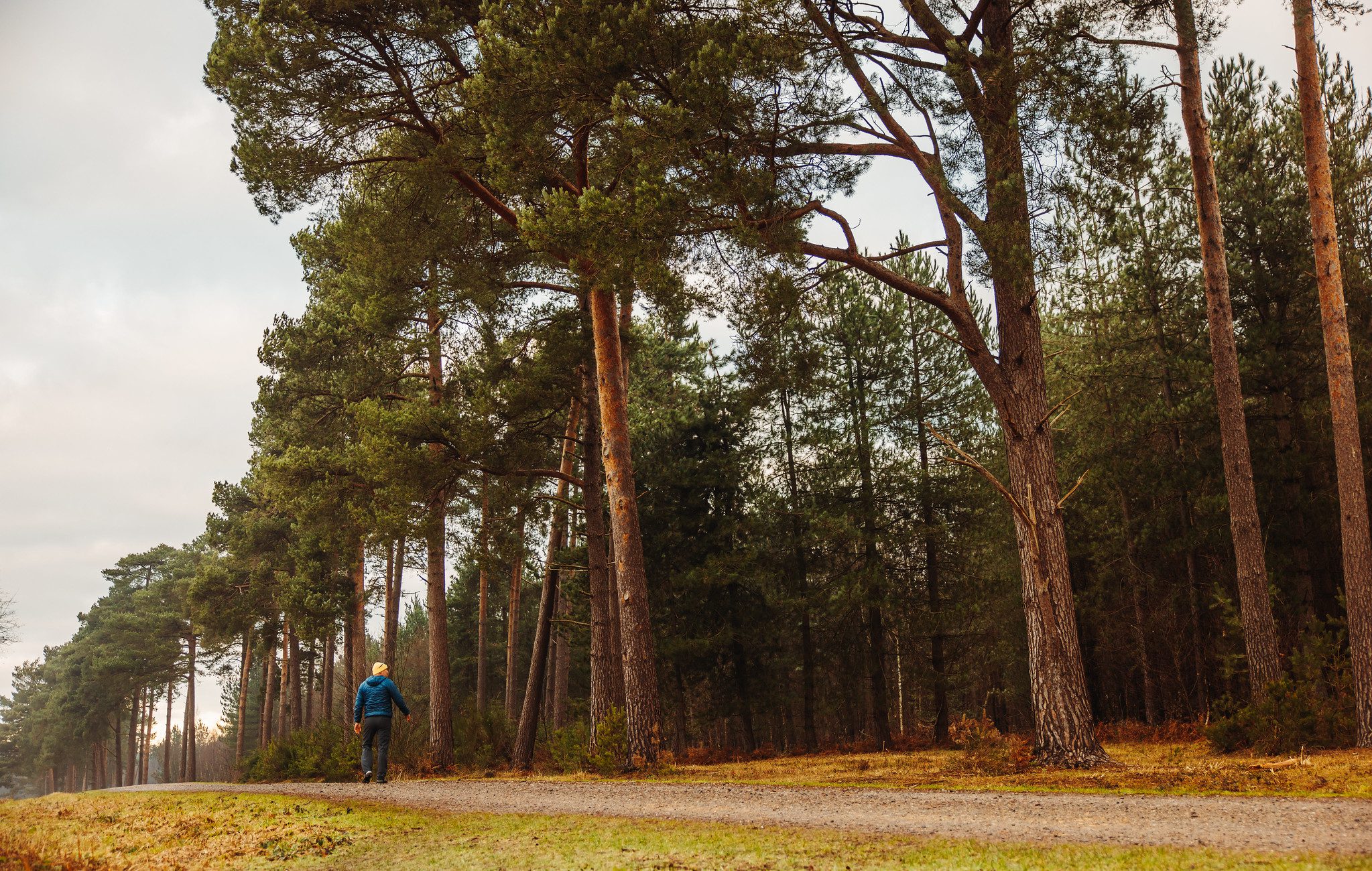Man walking along path at edge of coniferous woodland