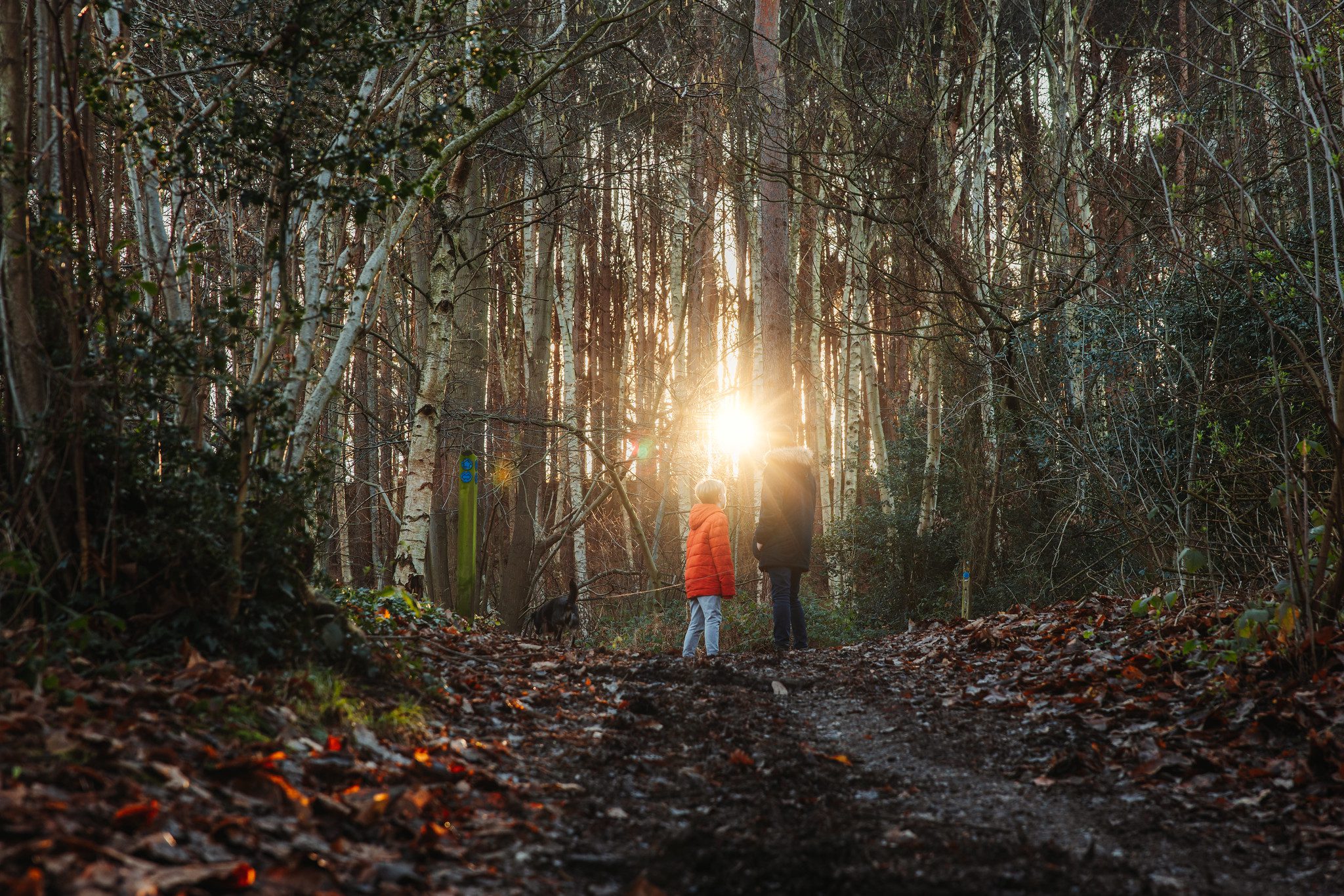 Father and sun standing in dark woodland, backlit by sun