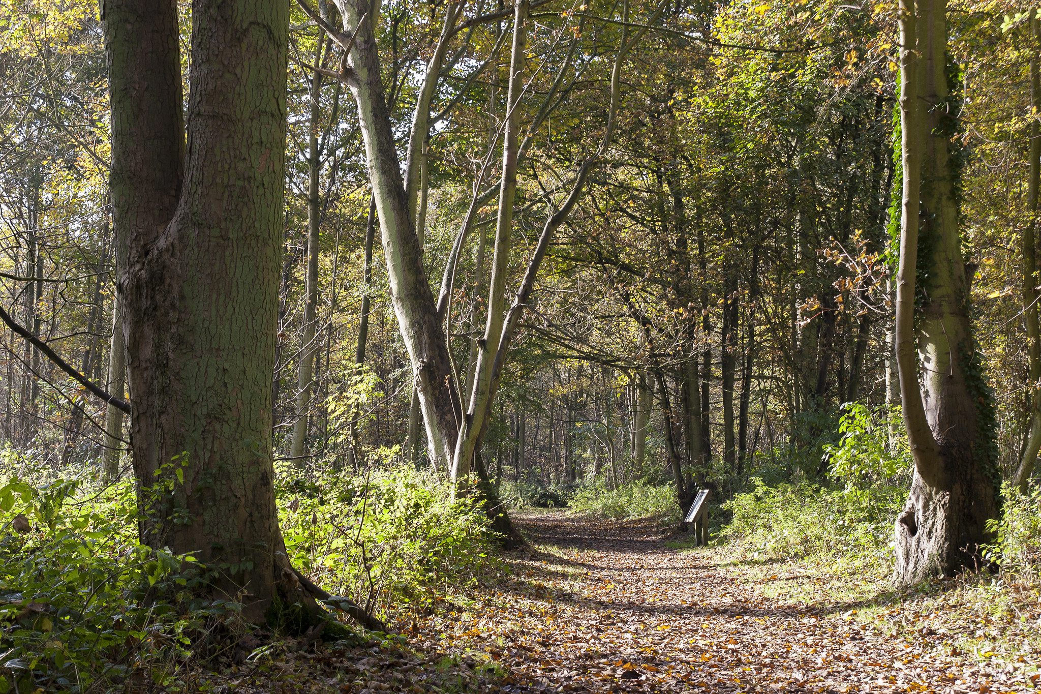 Footpath through ancient woodland in autumn