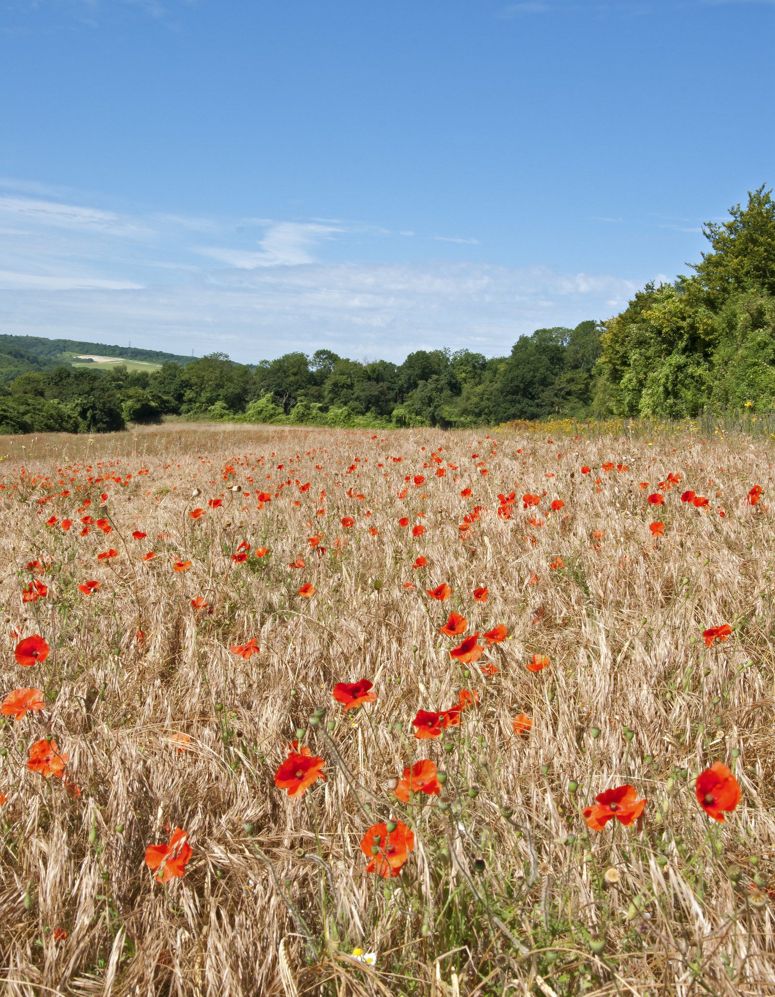 View across arable land with red poppies and blue sky